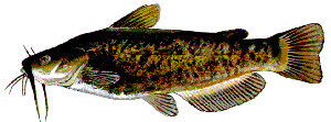 bullhead