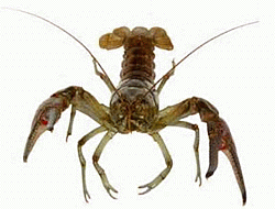 Crayfish