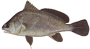 freshwater drum