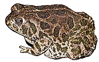 Great Plains Toad