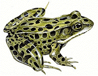 Leopard Frog