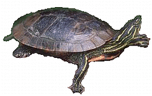 painted turtle