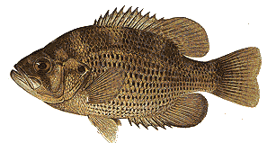 rock bass