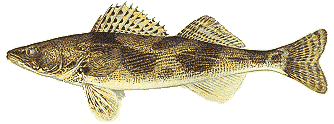 sauger