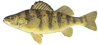 yellow perch